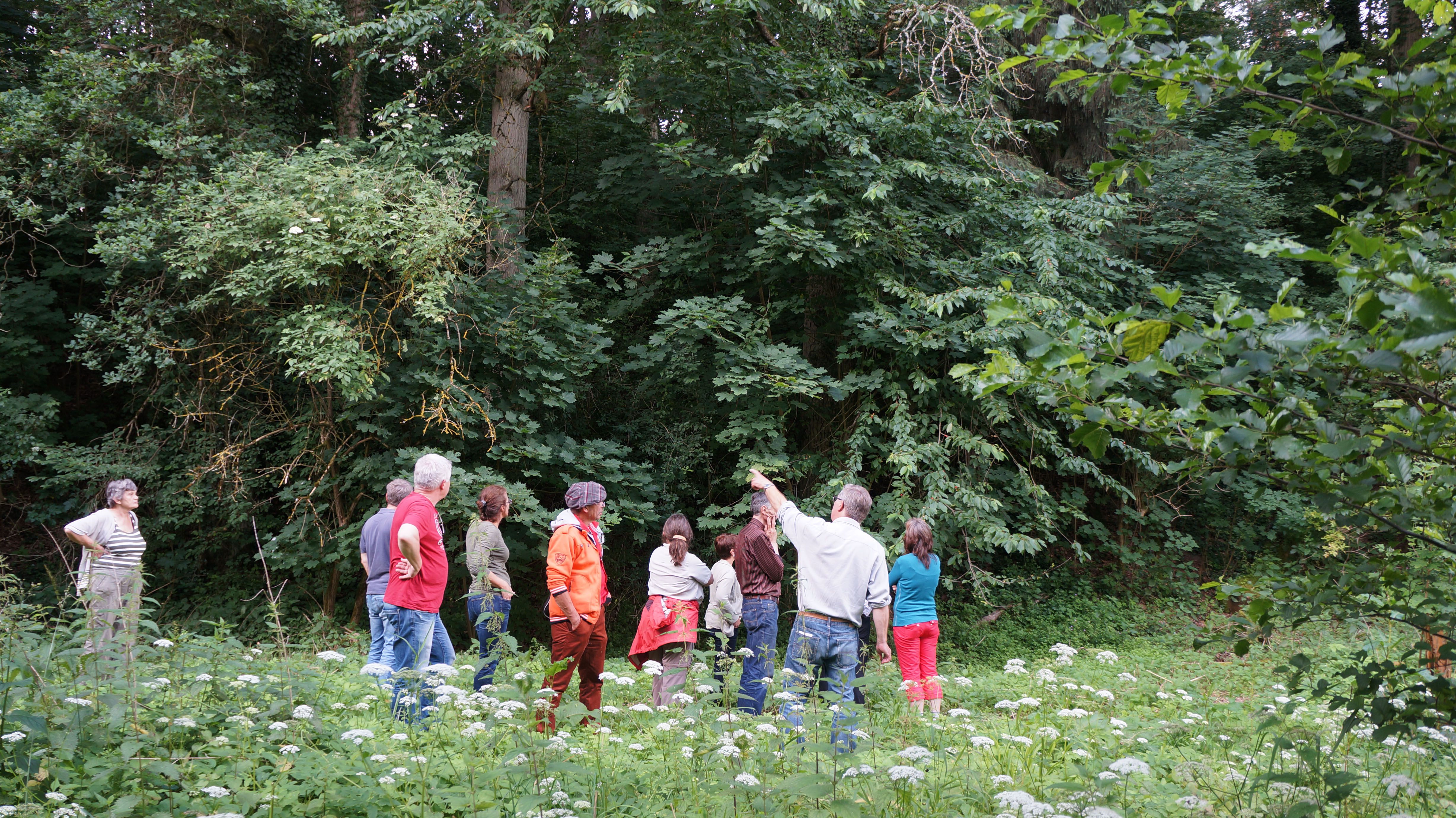 Wildkräuterführung mit Karl Heinz Donth