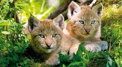 Og Rednitzhembach Bund Naturschutz In Bayern E V