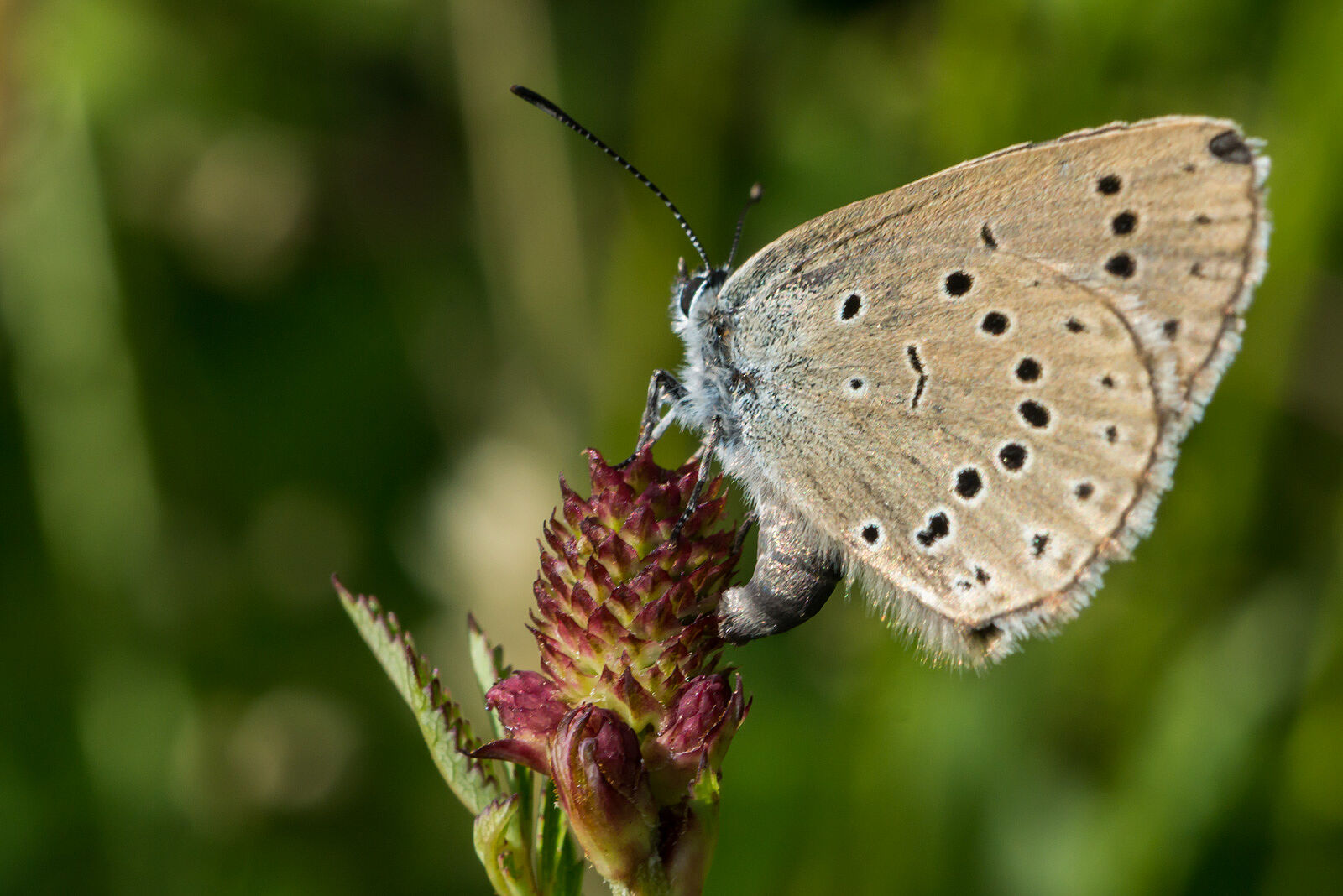 Heller Wiesenknopf-Ameisenbläuling bei der Eiablage